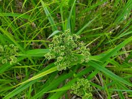 Attēlu rezultāti vaicājumam “Scirpus sylvaticus fruit”