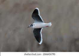 Attēlu rezultāti vaicājumam “Larus minutus adult”