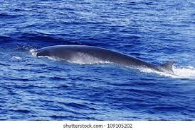 Image result for Balaenoptera physalus