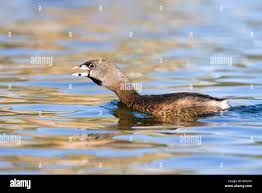 Image result for Podilymbus podiceps