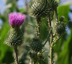 Attēlu rezultāti vaicājumam “Cirsium vulgare flower”