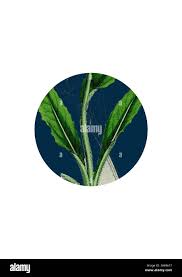 Attēlu rezultāti vaicājumam “Saussurea esthonica leaf”