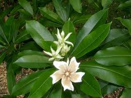 Attēlu rezultāti vaicājumam “Apocynaceae”
