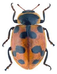 Attēlu rezultāti vaicājumam “Hippodamia notata”