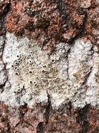 Attēlu rezultāti vaicājumam “Lecanora allophana”