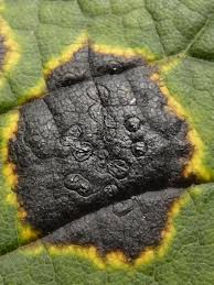 Attēlu rezultāti vaicājumam “Rhytisma acerinum”