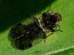 Attēlu rezultāti vaicājumam “Cixius sp.”