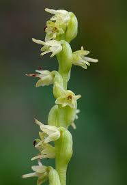 Attēlu rezultāti vaicājumam “Herminium monorchis flower”