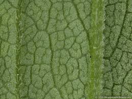 Attēlu rezultāti vaicājumam “Solidago canadensis leaf”