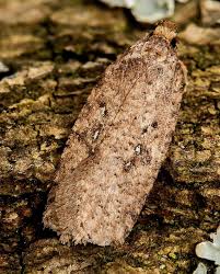 Attēlu rezultāti vaicājumam “Agonopterix ciliella imago”