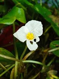 Attēlu rezultāti vaicājumam “Hydrocharis morsus-ranae flower”