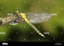 Attēlu rezultāti vaicājumam “Gomphus vulgatissimus”