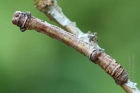 Attēlu rezultāti vaicājumam “Plagodis dolabraria”