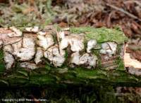 Attēlu rezultāti vaicājumam “Radulomyces confluens”