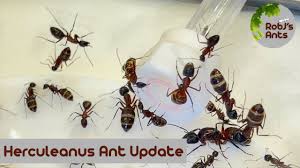Attēlu rezultāti vaicājumam “Camponotus herculeanus”