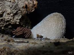 Attēlu rezultāti vaicājumam “Stemonitis marjana macro”