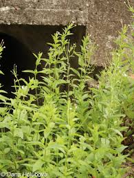 Attēlu rezultāti vaicājumam “Epilobium roseum”