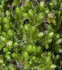 Attēlu rezultāti vaicājumam “Lophozia ventricosa”