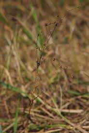 Attēlu rezultāti vaicājumam “Juncus squarrosus fruit”