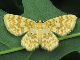 Attēlu rezultāti vaicājumam “Hydrelia flammeolaria”