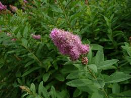 Image result for Rosengewächse