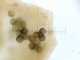 Attēlu rezultāti vaicājumam “Licea pygmaea”