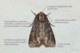 Attēlu rezultāti vaicājumam “Dypterygia scabriuscula”