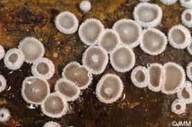 Attēlu rezultāti vaicājumam “Lachnella alboviolascens”