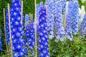 Attēlu rezultāti vaicājumam “Delphinium elatum  flower”