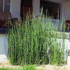 Attēlu rezultāti vaicājumam “Equisetum hyemale”