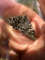 Attēlu rezultāti vaicājumam “Callistege mi”