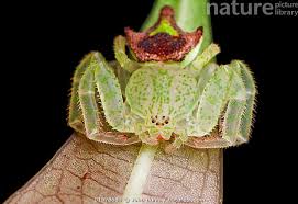 Attēlu rezultāti vaicājumam “Thomisidae”