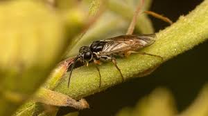 Attēlu rezultāti vaicājumam “Tenthredinidae”