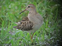 Image result for Calidris melanotos