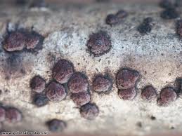 Attēlu rezultāti vaicājumam “Hypoxylon fuscum”