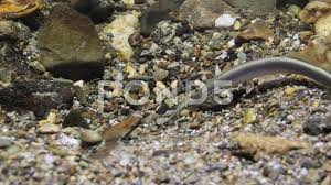 Attēlu rezultāti vaicājumam “Lampetra planeri”