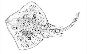 Image result for Raja polystigma