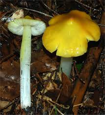 Attēlu rezultāti vaicājumam “Hygrocybe acutoconica”
