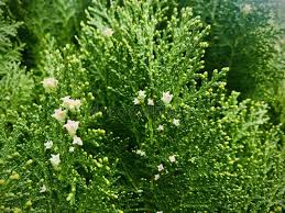Attēlu rezultāti vaicājumam “Thuja occidentalis flower”