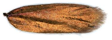 Attēlu rezultāti vaicājumam “Roeslerstammia erxlebella”