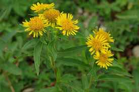 Attēlu rezultāti vaicājumam “Inula britannica flower”