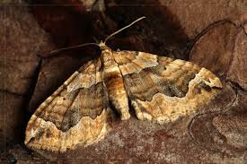 Attēlu rezultāti vaicājumam “Pelurga comitata”