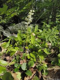 Attēlu rezultāti vaicājumam “Pyrola rotundifolia”