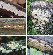 Attēlu rezultāti vaicājumam “Antrodia”