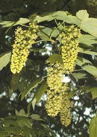 Attēlu rezultāti vaicājumam “Acer pseudoplatanus flower”