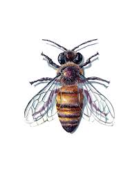 Attēlu rezultāti vaicājumam “Hymenoptera”