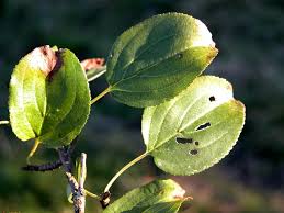 Attēlu rezultāti vaicājumam “Rhamnus cathartica”