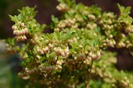 Attēlu rezultāti vaicājumam “Enkianthus chinensis”
