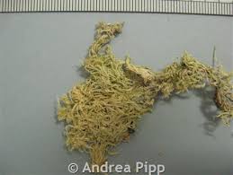 Attēlu rezultāti vaicājumam “Sphagnum contortum”