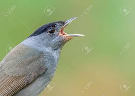 Attēlu rezultāti vaicājumam “Sylvia atricapilla male”